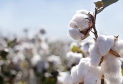 بفضل الانقلاب .. البحيرة تودع زراعة القطن