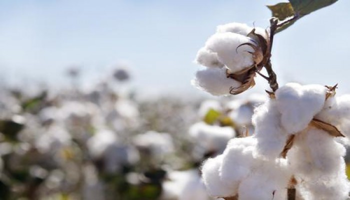 بفضل الانقلاب .. البحيرة تودع زراعة القطن