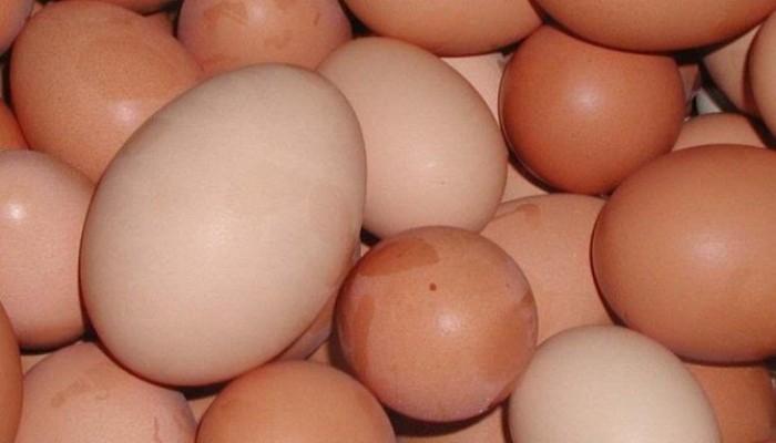 شعبة الدواجن: زيادة جديدة في أسعار البيض نتيجة لارتفاع أسعار العلف