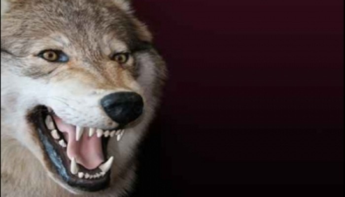 ذئب يهاجم أهالي "الصحافة" بمشتول السوق.. ويتسبب في حالة ذعر