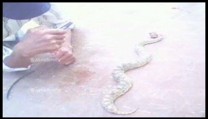 عمال غزل المحمودية يستغيثون من الأفاعى والأمن الصناعى يكتفى باللوحات الإرشادية