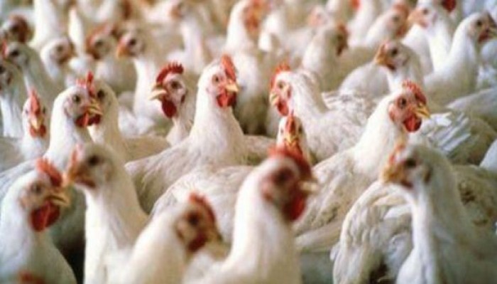 شعبة الدواجن: زيادة جديدة في أسعار البيض .. والفراخ الكيلو بـ 25 جنيهًا