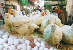 بشبه دولة السيسي.. 26 جنيهًا سعر كيلو الدواجن و32 للبيض