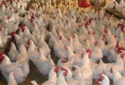24 جنيها لكيلو الدواجن و34 لكرتونة البيض بالأسواق