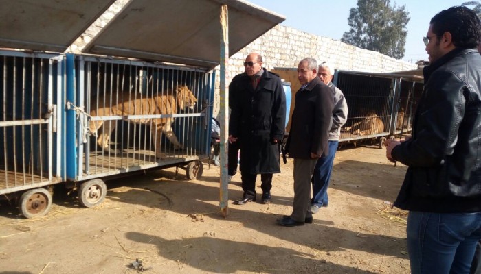 العثور على 8 أسود داخل مبنى بأرض زراعية فى بركة السبع بالمنوفية
