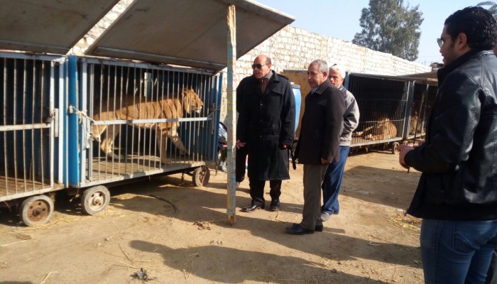 العثور على 8 أسود داخل مبنى بأرض زراعية فى بركة السبع بالمنوفية