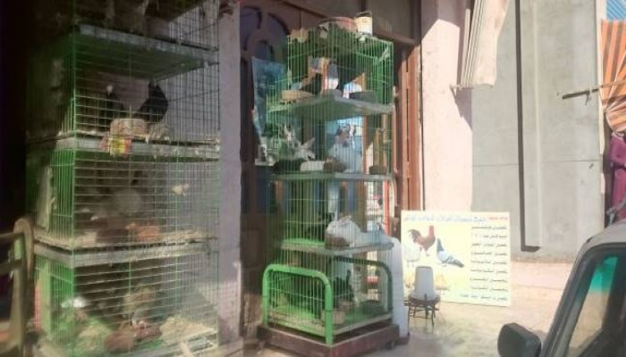 ارتفاع أسعار الدواجن .. والتجار: السبب توقف المزارع وغلاء العلف