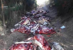 شاهد| انتشار لحوم الحمير بشبه دولة العسكر