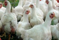 شعبة الدواجن: زيادة جديدة في الأسعار.. و3 جنيهات ارتفاع بكرتونة البيض