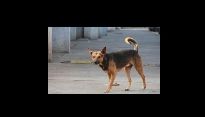الطب البيطري: الكلاب الضالة تعقر 30 حالة في الشهر بالشرقية