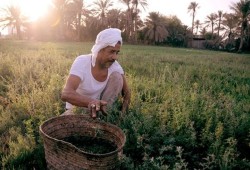 حكومة الانقلاب "تفرم" 51 مليون مزارع بعد رفع أسعار الأسمدة