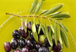 إرتفاع صادرات تركيا من الزيت إلى "عواصم الزيتون"