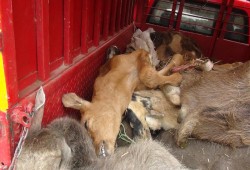 أمصال فاسدة تقتل الماشية بالسويس