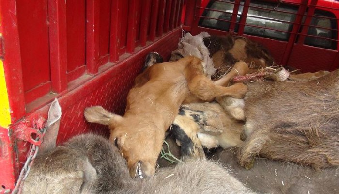 أمصال فاسدة تقتل الماشية بالسويس