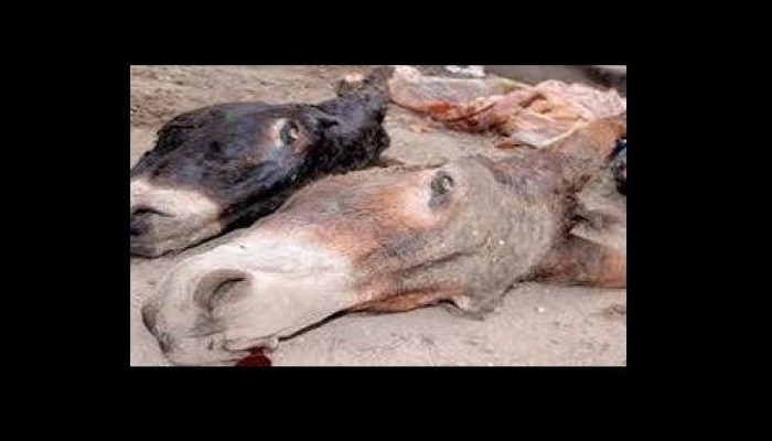 للمرة الثانية خلال يومين.. العثور على 22 حمارا مسلوخا في البحيرة