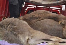 مزارعون: نفوق وإصابة مواشي بالحمى القلاعية في قنا