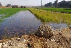 الصرف الصحي يدمر الأراضي الزراعية بسوهاج