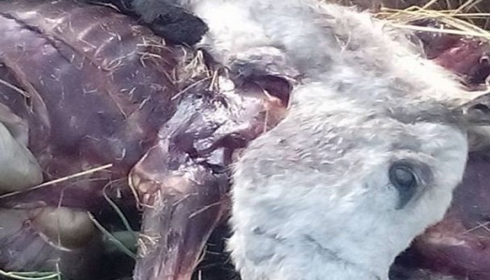 عشرات الحمير المذبوحة والمسلوخة فى البحيرة