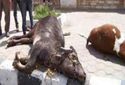 ظهور 3 بؤر للحمى القلاعية في المنيا