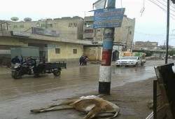 أعمدة الإنارة تثير فزع الأهالي بقرية المعصرة بالدقهلية