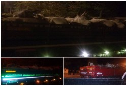 أهالى البحيرة يطاردون سيارات محملة بالحمير قبل ذبحها وبيعها في الأسواق