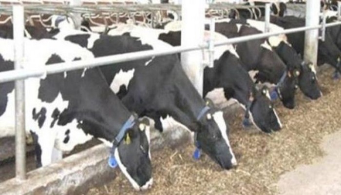 طوارئ بالأقصر بعد ظهور بؤرتين للحمي القلاعية.. والطب البيطري تغلق أسواق الماشية