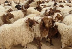 قد يؤدي إلى نسبة نفوق هائلة.. ظهور بؤرة لطاعون بين الاغنام بقنا