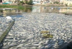 نفوق كميات كبيرة من الأسماك بنهر النيل أمام قرية الفرستق بالغربية