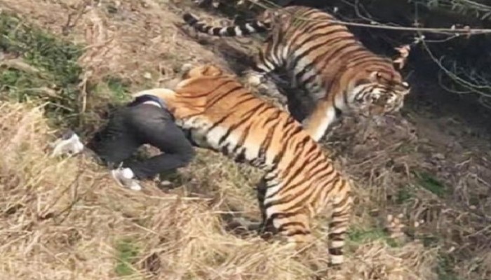 فيديو صادم.. لرجل يفترسه 3 نمور بحديقة حيوان بالصين