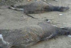 الحمى القلاعية تجتاح البحيرة