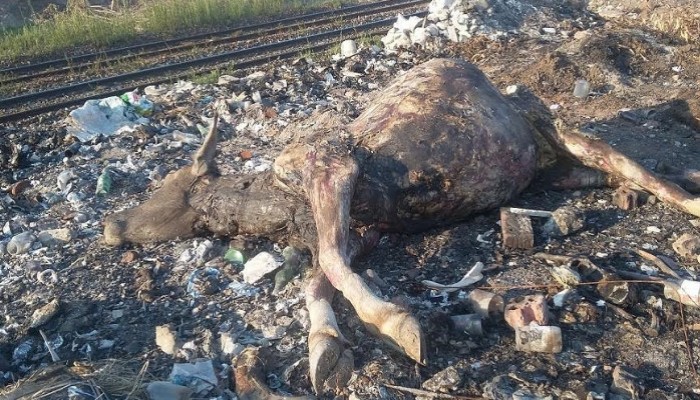 بعد البحيرة .. الحمى القلاعية تهاجم مواشي الغربية