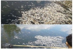 نفوق أكثر من 320 كيلو "بساريا" في البحيرة