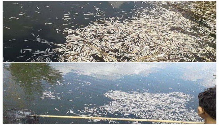 نفوق أكثر من 320 كيلو "بساريا" في البحيرة