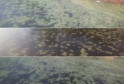 بقع رغوية مجهولة المصدر بنهر النيل تثير خوف المواطنين بالبحيرة