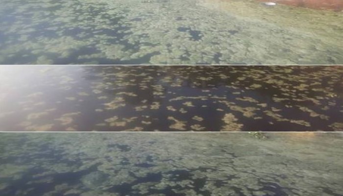 بقع رغوية مجهولة المصدر بنهر النيل تثير خوف المواطنين بالبحيرة