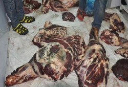 "الزراعة": ضبط 31.7 طن لحوم فاسدة وحمار مسلوخ بالجيزة