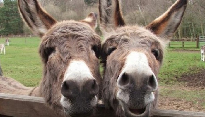 منظمة دولية: حمير مصر مهددة بالانقراض بسبب الصين