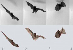 علماء يبتكرون روبوتًا يطير كالخفاش