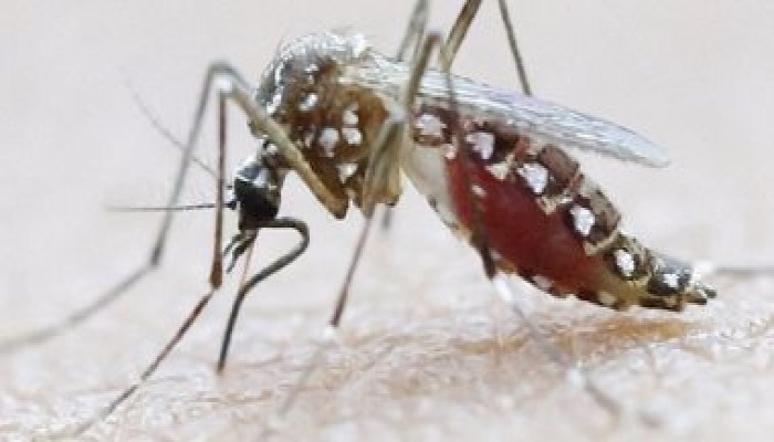 وفاة أول طفل بـ"صغر الرأس" الناتج عن فيروس زيكا فى المكسيك