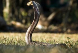 بالفديو دم الكوبرا مشروب شعبي في إندونيسيا