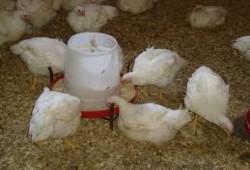 بالفديو : القضاء على صناعة الدواجن بمصر