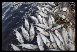 الرعب يسود البحيرة بسبب استمرار نفوق الأسماك.. والأهالي يقاطعون مياه الشرب