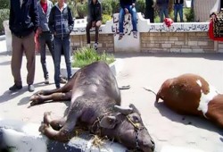 "نقابة الفلاحين" تدين إهمال الحكومة لكارثة "الحمى القلاعية"