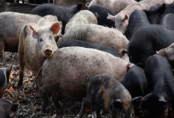فضيحة.. مصر تستورد خنازير بـ 8 ملايين جنيه