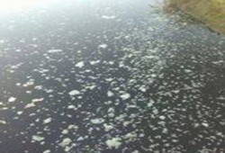 تلوث ترعة المحمودية يعرض أهالى كفر نكلا للخطر.. ومحليات الانقلاب تتجاهل شكواهم