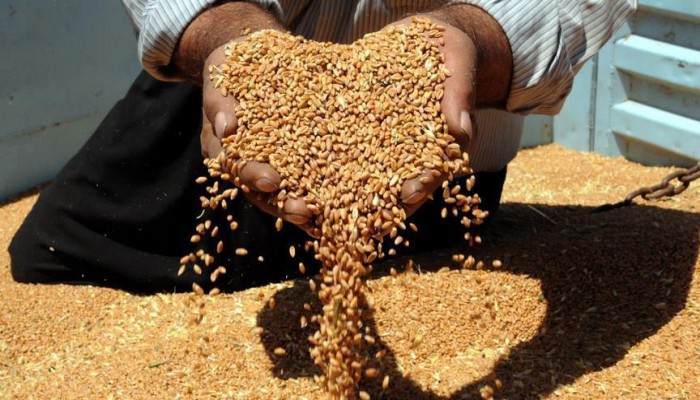 السعودية تستحوذ على ثلث التجارة العالمية للشعير