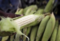 خبراء يحذرون من اختفاء الذرة!