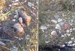 حيوانات نافقة وقمامة فى ترع الرى بأبو المطامير