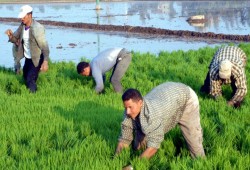 في عهد الخائن السيسي.. القطاع الزراعي مهدد بالانهيار
