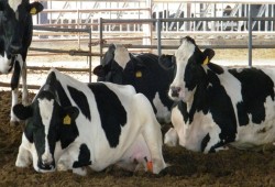 الزراعة بغزة: الاحتلال يمنع توريد لقاحات "الحمى القلاعية" للأبقار أبقار